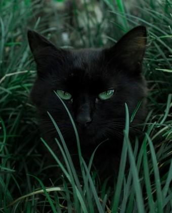 Svart katt i grönt gräs